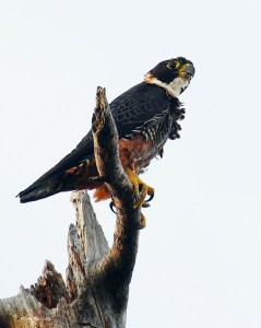 Orange-breasted Falcon - Edge of the Cliff