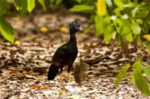 Red-knobbed Curassow