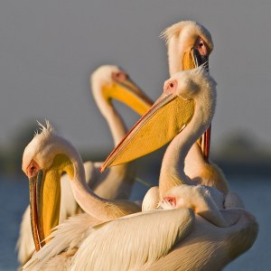 Pelicans at Dawn