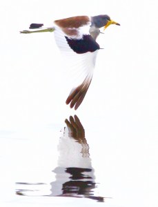 White-crowned Plover