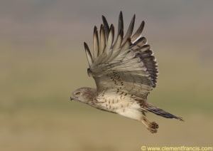 Short-toed Snake Eagle's flight