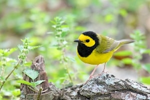 Hooded Warbler and nettles