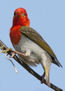 Red Headed Weaver at Sabie Sands South Africa
