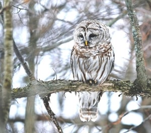 Barred Owl