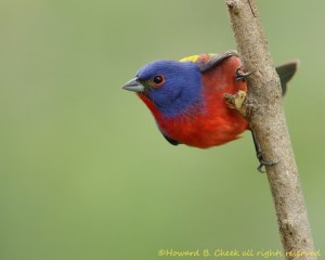 Bold Colors (Painted Bunting)