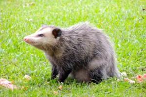 Opossum