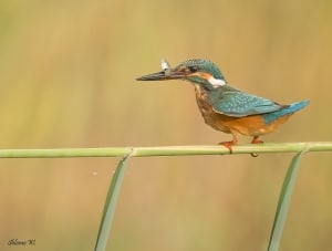 Common Kingfisher at Work