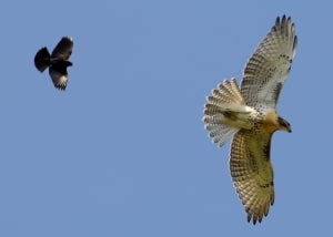 Aerial Combat - Redwing Drives Out Redtail