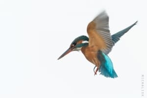 Kingfisher Hovering