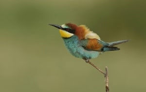Bee-eater on a Branch