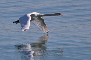 Mute Swan in Flight