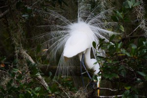Egret in Breeding Plumage