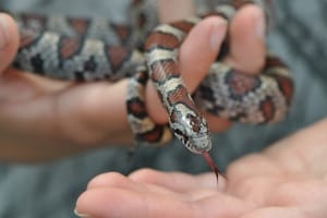 Milk Snake