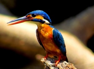 Small blue kingfisher