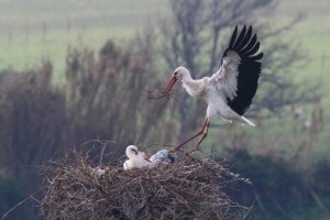 Soft Landing - White Stork
