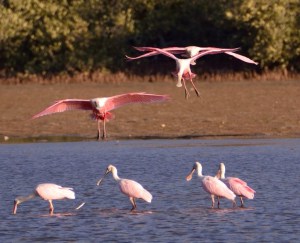 Roseate Spoonbill (Espátula Rosada)