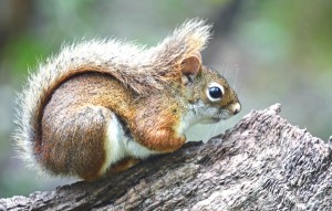Red Squirrel