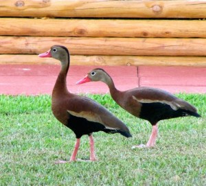 Mexican Whistlers