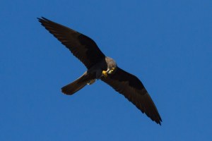 Eleonora’s Falcon feeding on flight