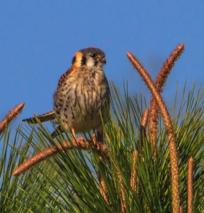 American Kestrel