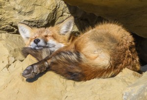 Relaxation