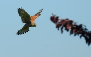 Kestrel Hunting
