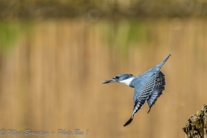 Belted Kingfisher  Fishing