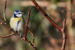 Blue Tit on a Thorny Branch