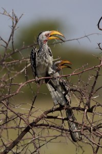 Yellow-billed Hornbills