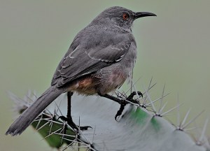 Curve-billed Thrasher on Barb Wire Cactus