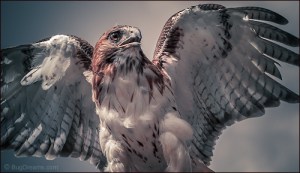 Red-tailed Hawk on a Collision Course