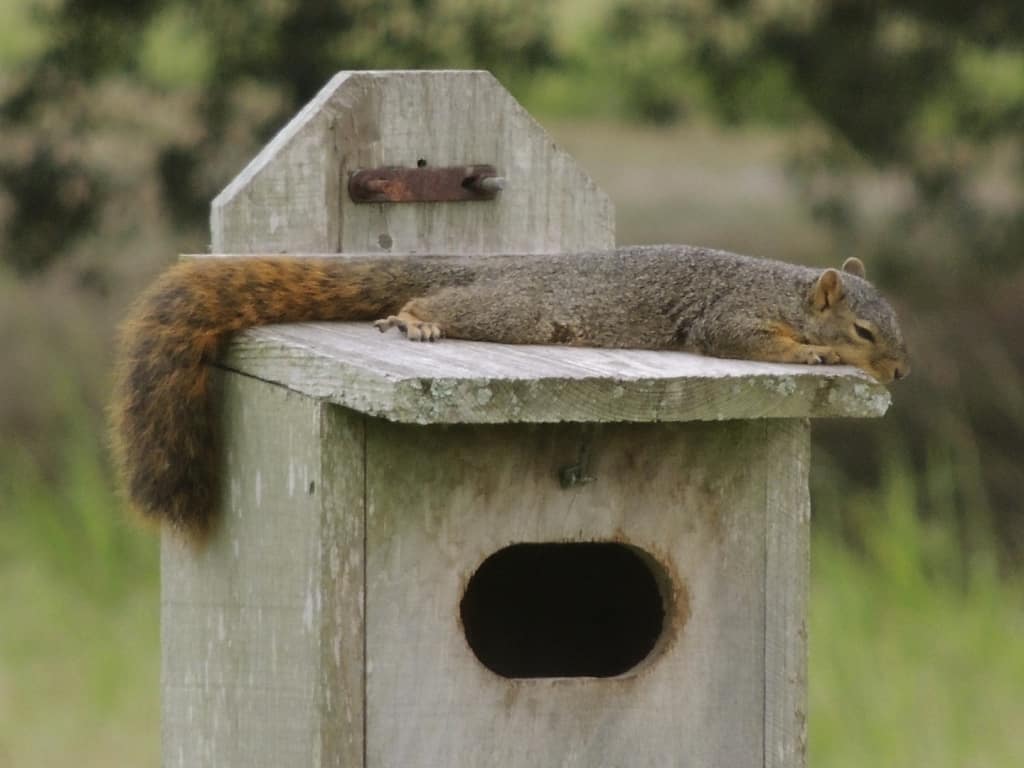 Sleepy Time Squirrel