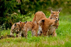 Lynx Family Portrait