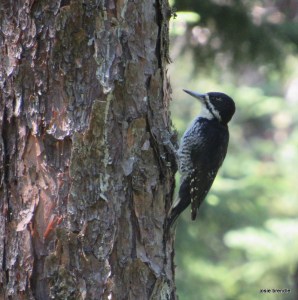 Female Black Backed Woodpecker