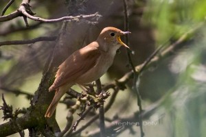 Nightingale in Song