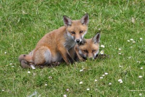 Red Fox Cubs Among the Daisies