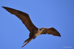 Magnificent Frigatebird