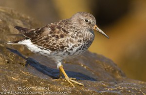 Purple Sandpiper