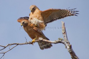 Red-shouldered Hawks Mating
