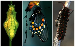 Life cycle of Pipevine Swallowtail 