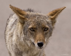 Coyote