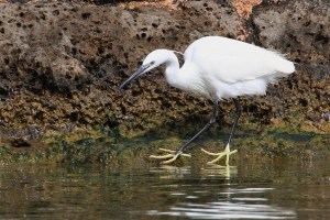 Dancing Slippers - Little Egret Egretta garzetta
