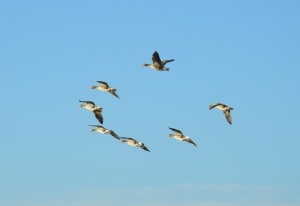633 Squadron