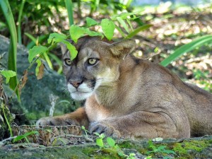 Yucatan Puma - in Ambush