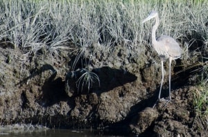 Admiring a Great Blue Heron