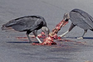 Black Vulture Table Manners