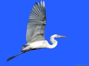 White Heron