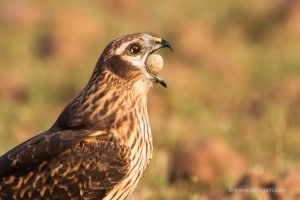 Harrier with Egg