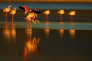 Flamingos in Fuente de Piedra Natural Park,  Spain