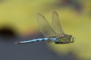 Emperor Dragonfly in Flight